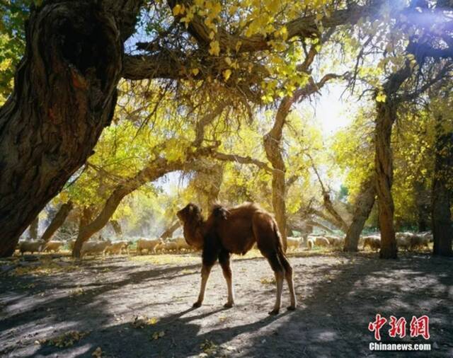 黄松辉摄。图片来源：CTPphoto