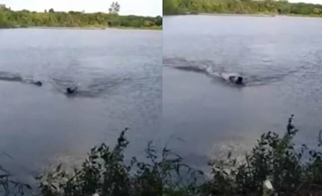 巴西男子不顾禁令跳入湖中游泳没多久水中就出现鳄鱼