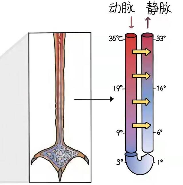 科普！小动物们竟有这么多保暖“秘籍”