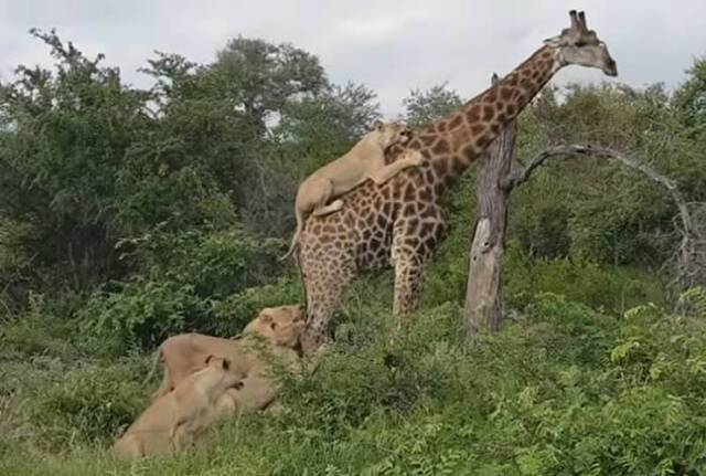 南非克拉西里禁猎区一只长颈鹿的身上挂满狮子最后仍然成功逃生