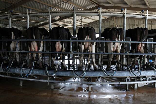 澳大利亚新南威尔士州的一家奶牛养殖场。（图自路透社）
