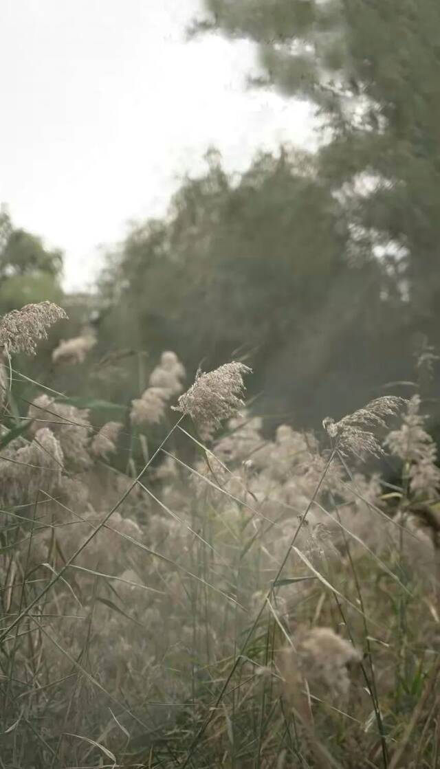 秋日壁纸  让短暂灿烂的秋天一直留在心里