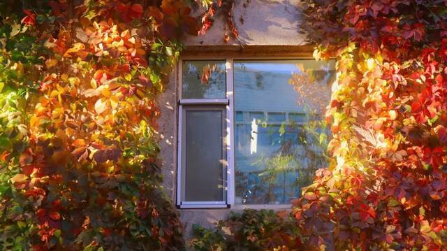 秋日壁纸  让短暂灿烂的秋天一直留在心里
