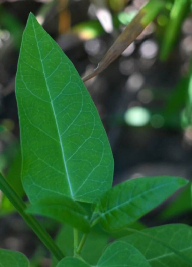 校园光影 金色伴着绿意，希望生生不息