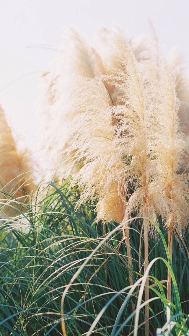 ▲湖北的芦苇（彭雨格摄）