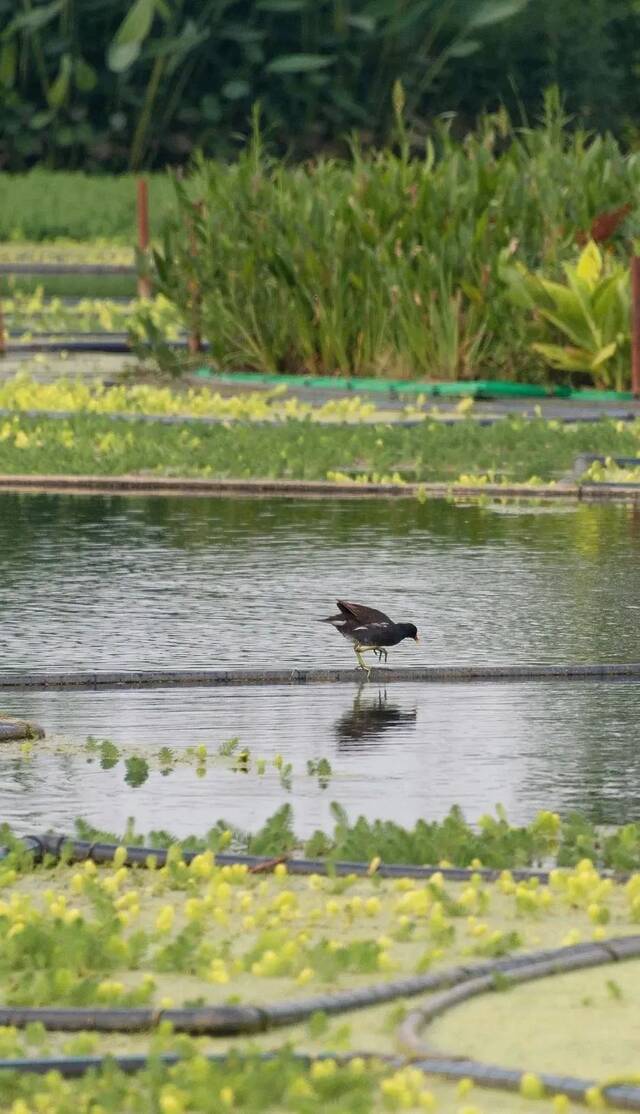 ▲水产基地一角（栾瑷林摄）