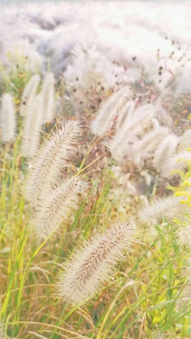 ▲花田里的狗尾巴草（李春子摄）