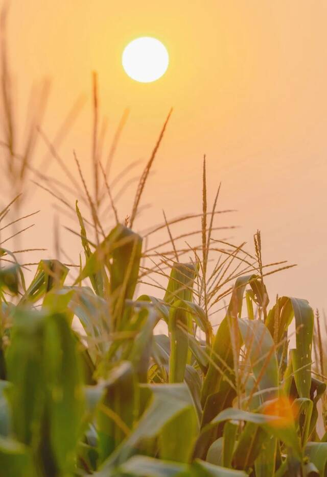 ▲夕阳下的玉米实验基地（谢焱摄）