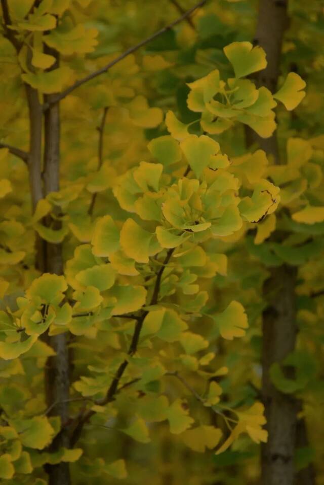 趁现在，再看一眼东师的秋天！