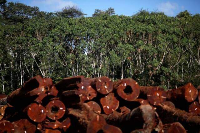  2021年9月28日，在巴西朗多尼亚州亚马孙雨林的一家木材公司仓库中，存放着成堆的合法木材。图/IC photo