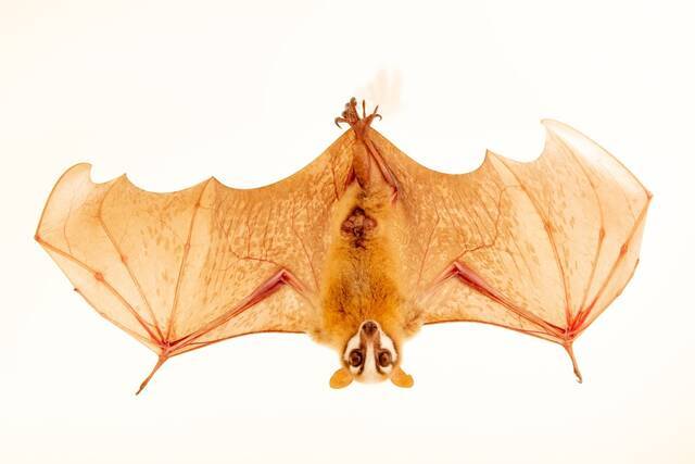 在印尼的雅加达，一只圈养的花面狐蝠（masked flying fox）头下脚上地倒挂着。 PHOTOGRAPH BY JOEL SARTORE, NATION