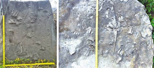 延安市甘泉县发现的恐龙、鳄类和龟鳖类共生遗迹。陕西省地质调查院供图