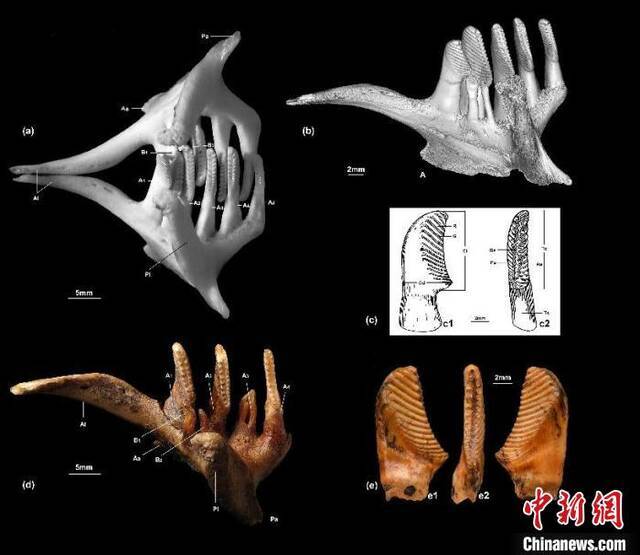 相关草鱼咽骨及其咽齿、行齿等扫苗图。中科院古脊椎所供图