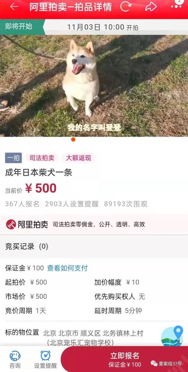 ▲阿里拍卖网页上关于柴犬“登登”的拍卖信息。网页截图