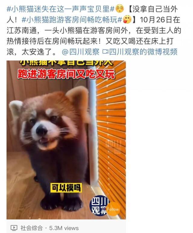 小熊猫进酒店房间视频走红，网友晒出被其咬伤照片，专家：最好保持距离