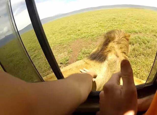 非洲肯尼亚的塞伦盖提大草原游客竟将手伸出窗外抚摸狮子被惹怒
