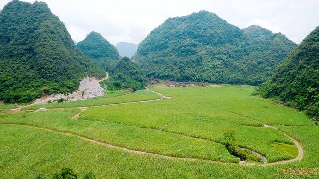 糖料蔗种植基地。