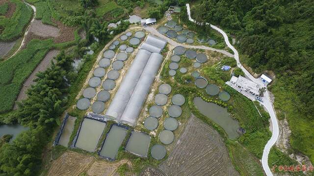 俯拍下的大村村陆基圆池循环水养鱼基地。