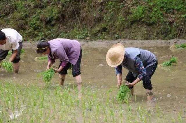 那个“开直播机的老头”又火了！他说，下辈子还选农机！