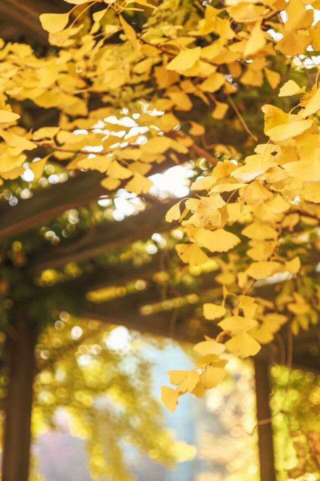 最美的北科最美的你！又是一年银杏路！