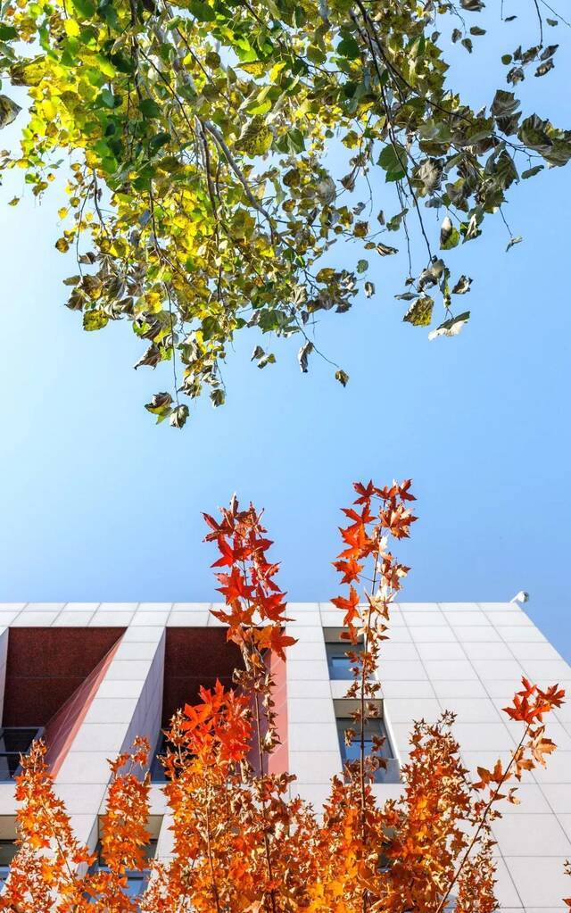 最美的北科最美的你！又是一年银杏路！