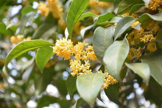 光影河海  几度秋意浓，最是桂花香