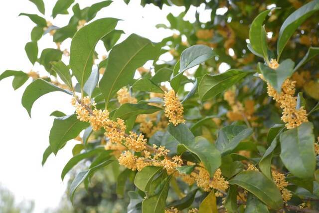 光影河海  几度秋意浓，最是桂花香