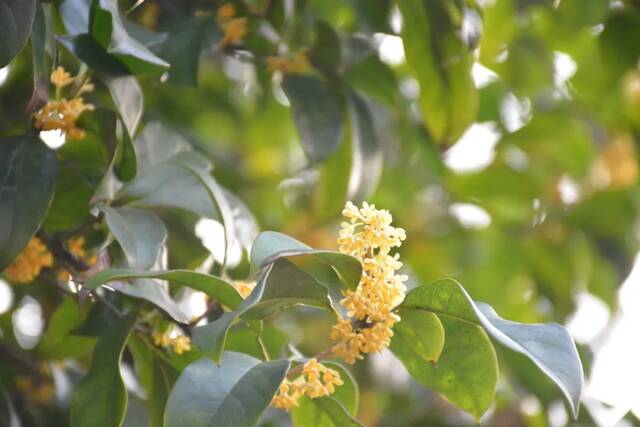 光影河海  几度秋意浓，最是桂花香