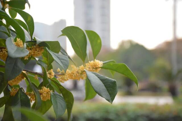 光影河海  几度秋意浓，最是桂花香