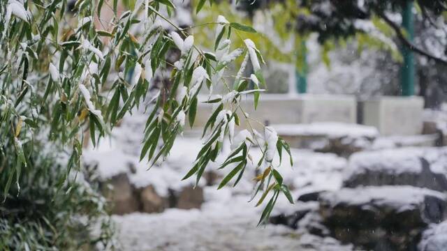 愿以三分初雪，勾勒百景清华