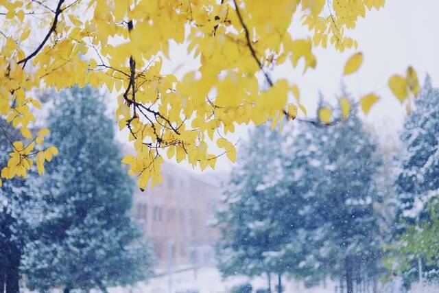 愿以三分初雪，勾勒百景清华