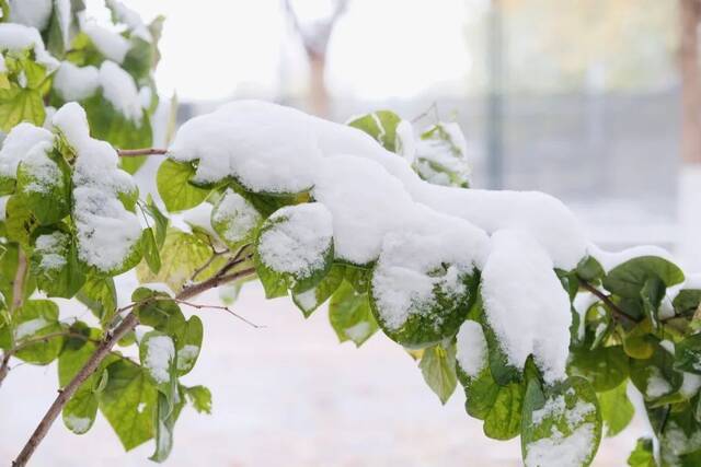 愿以三分初雪，勾勒百景清华