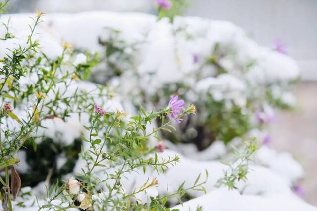 愿以三分初雪，勾勒百景清华