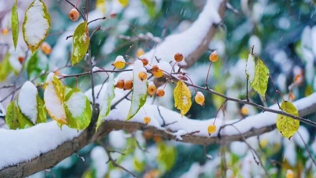 愿以三分初雪，勾勒百景清华