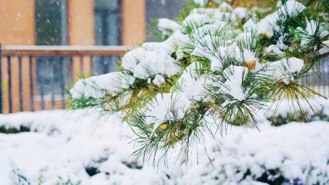 愿以三分初雪，勾勒百景清华