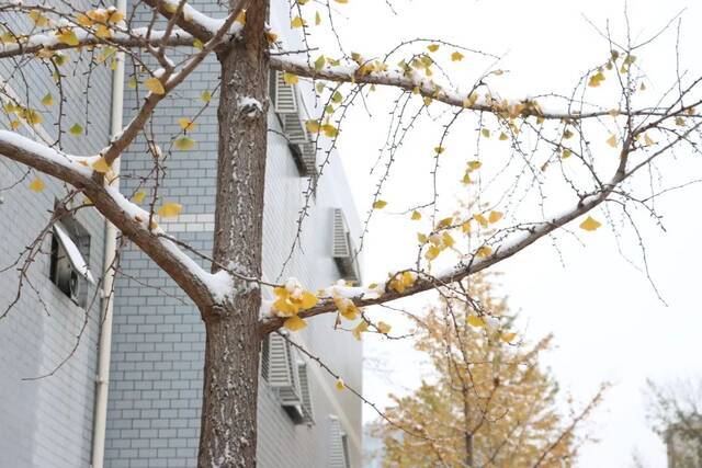 这个生日，初雪相庆