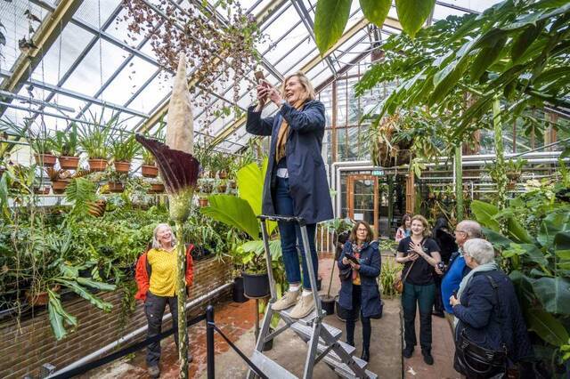 荷兰莱登植物园魔芋属草本植物“阴茎花”在睽违25年后首度开花欧洲史上仅3次