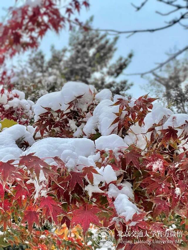 初雪交大！美极了，暖极了！