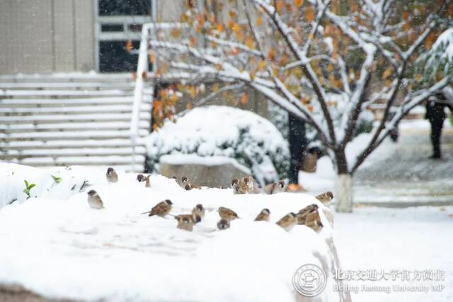 初雪交大！美极了，暖极了！