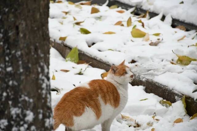 初雪交大！美极了，暖极了！