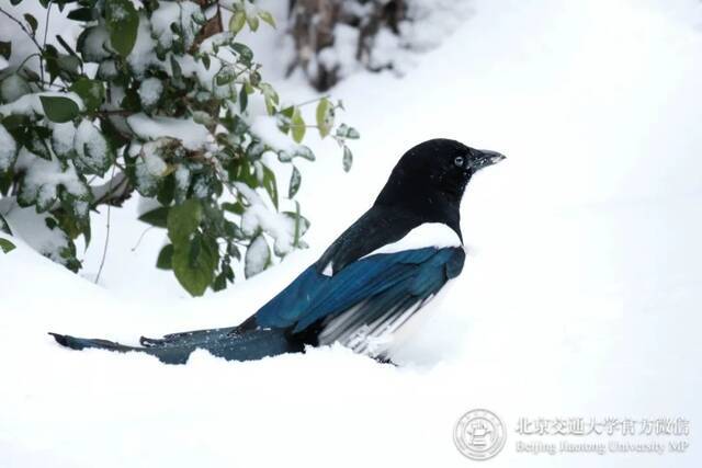 初雪交大！美极了，暖极了！