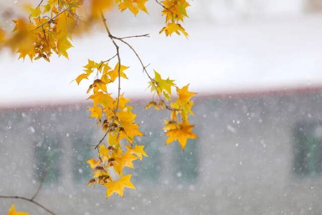 立冬初雪至，中传美如画