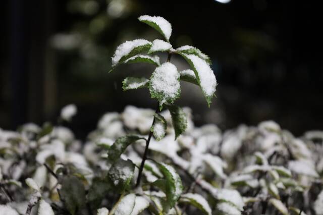 杏林初雪，在北中医与第一场雪相遇