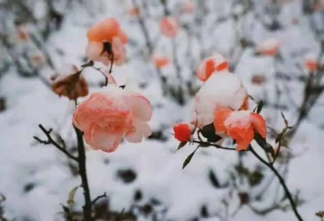 杏林初雪，在北中医与第一场雪相遇