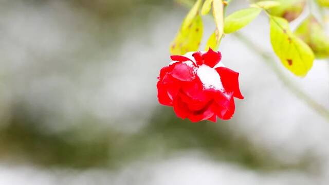 美出圈！当立冬遇上大雪