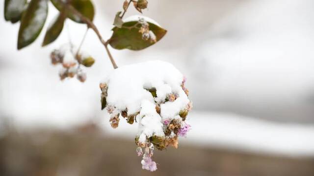 美出圈！当立冬遇上大雪