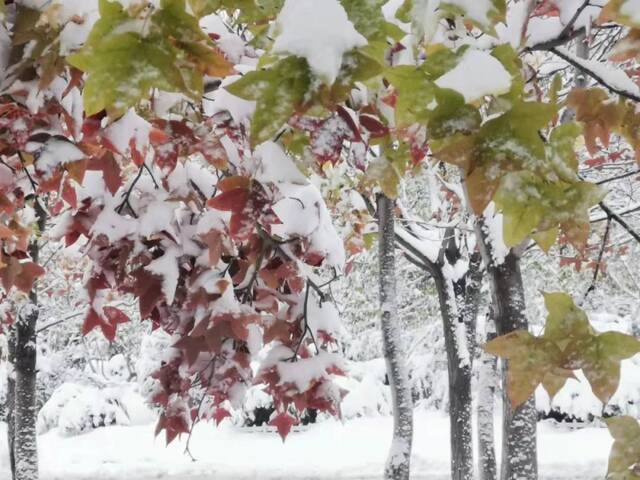 初雪遇上立冬