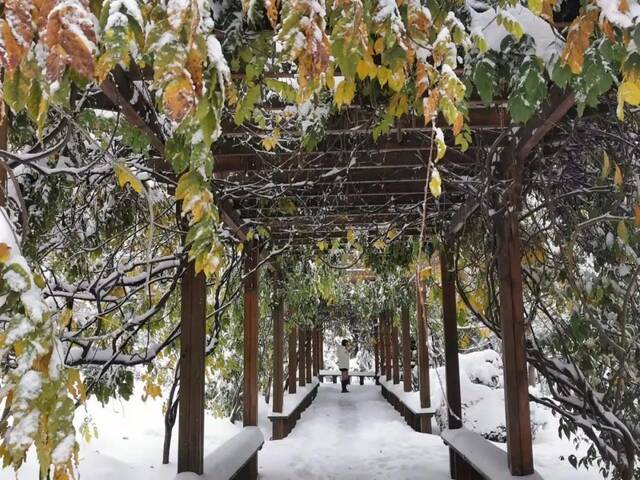 初雪遇上立冬