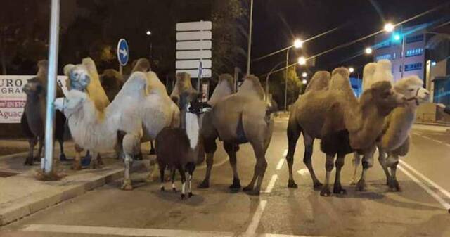 西班牙马戏团骆驼集体出逃，深夜闪现马德里街头！