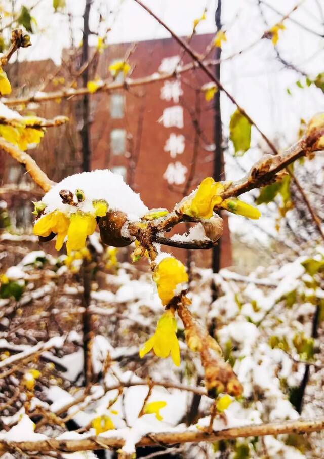 建大  冬 · 雪